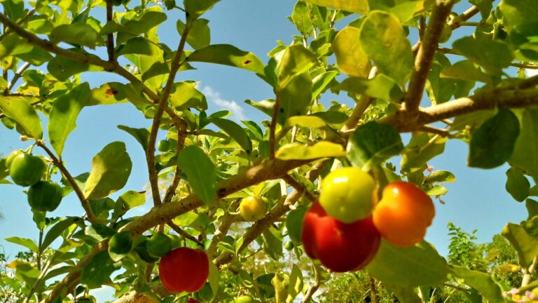 Prefeitura de Presidente Kennedy distribui mudas frutíferas do Projeto Pomar Urbano e Rural