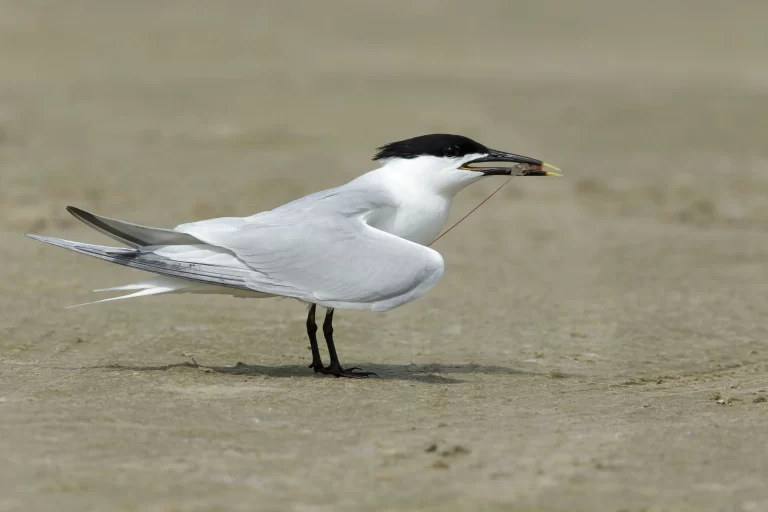Espirito Santo Registra 2 casos de gripe aviária.
