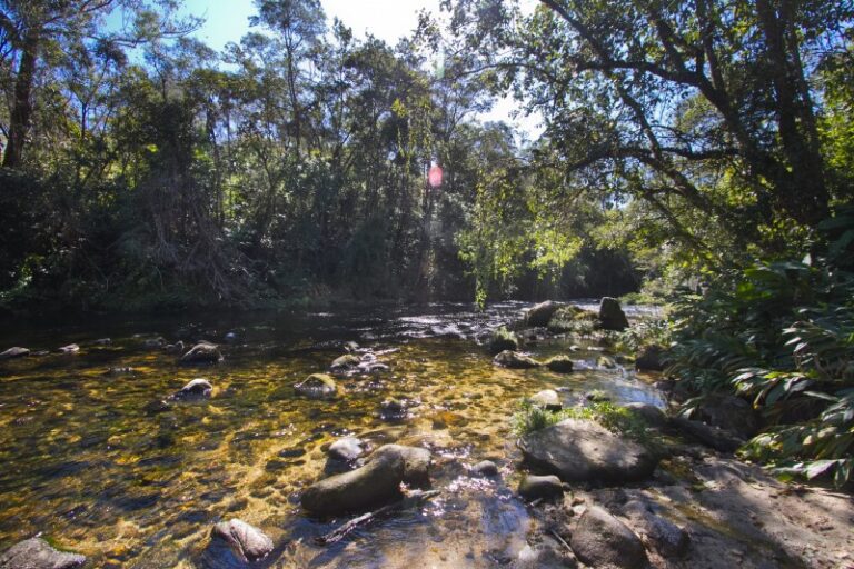 Conheça o Instituto Ecofuturo, organização sem fins lucrativos, fundada em 1999 e mantida pela Suzano