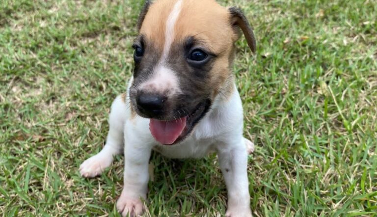 Fim de semana tem feira de ação de pet em Cachoeiro