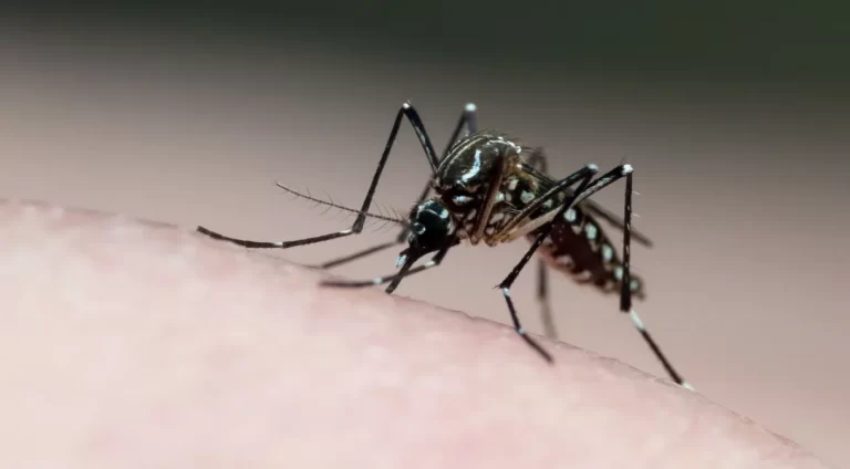 Dengue ou Covid? Veja diferenças e semelhanças entre as doenças para saber identificar os sintomas