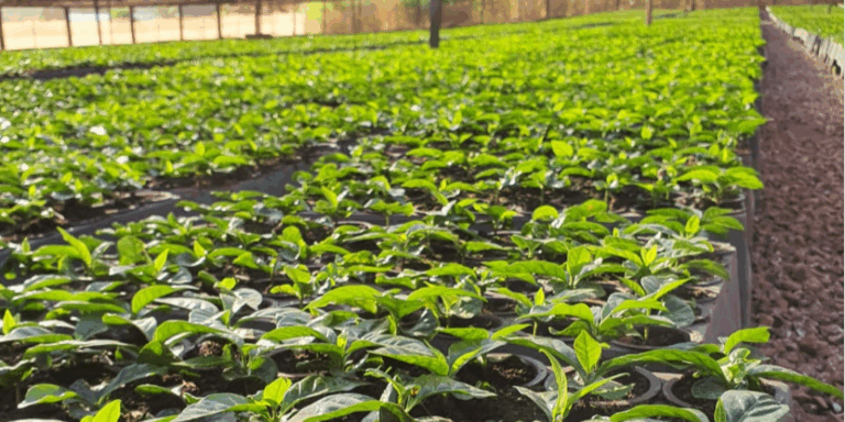 Prefeitura de Presidente Kennedy fortalece a agricultura com entrega de mudas de café