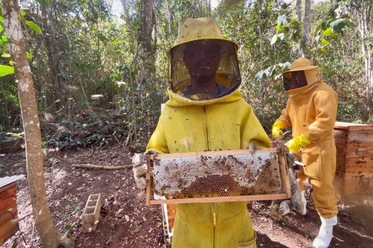 Projeto Arranjos Produtivos incentiva apicultura e gera renda para agricultores em Mantenópolis