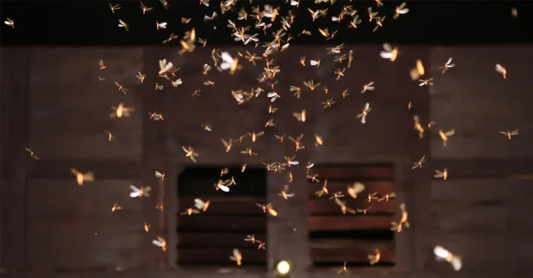 Revoada de cupins: entenda o fenômeno natural que chama atenção nas noites de primavera