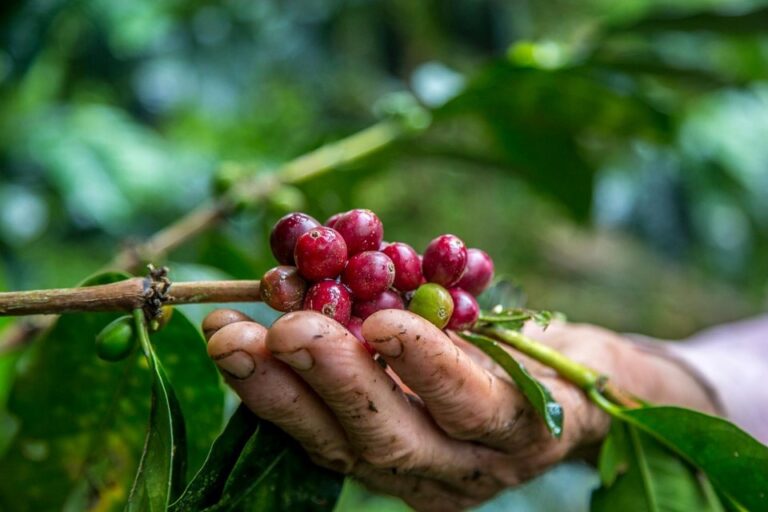Cooperativas capixabas movimentam R$ 2,1 bilhões com café e ampliam exportações em mais de 100% em 2024
