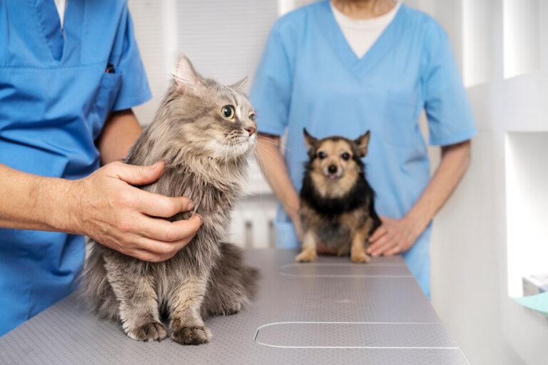 Cariacica terá primeiro hospital veterinário público do ES