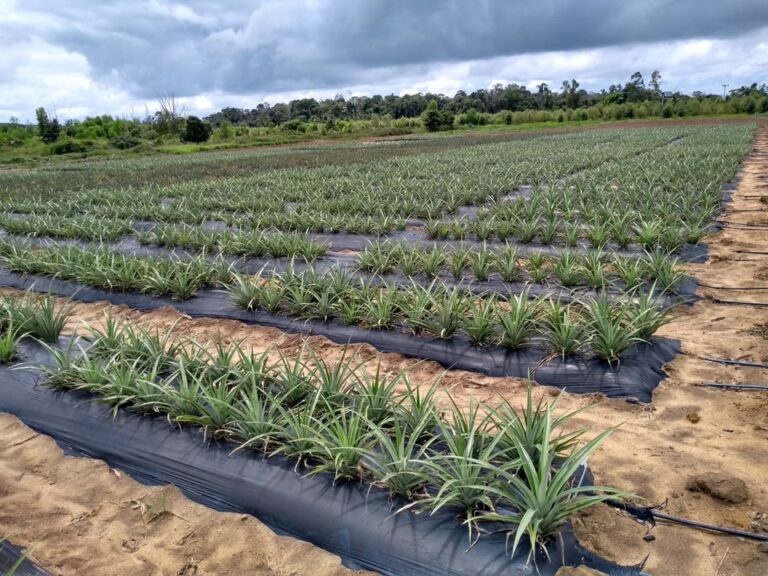 Incaper lança cartilha com nova tecnologia que aumenta produtividade do abacaxi no ES